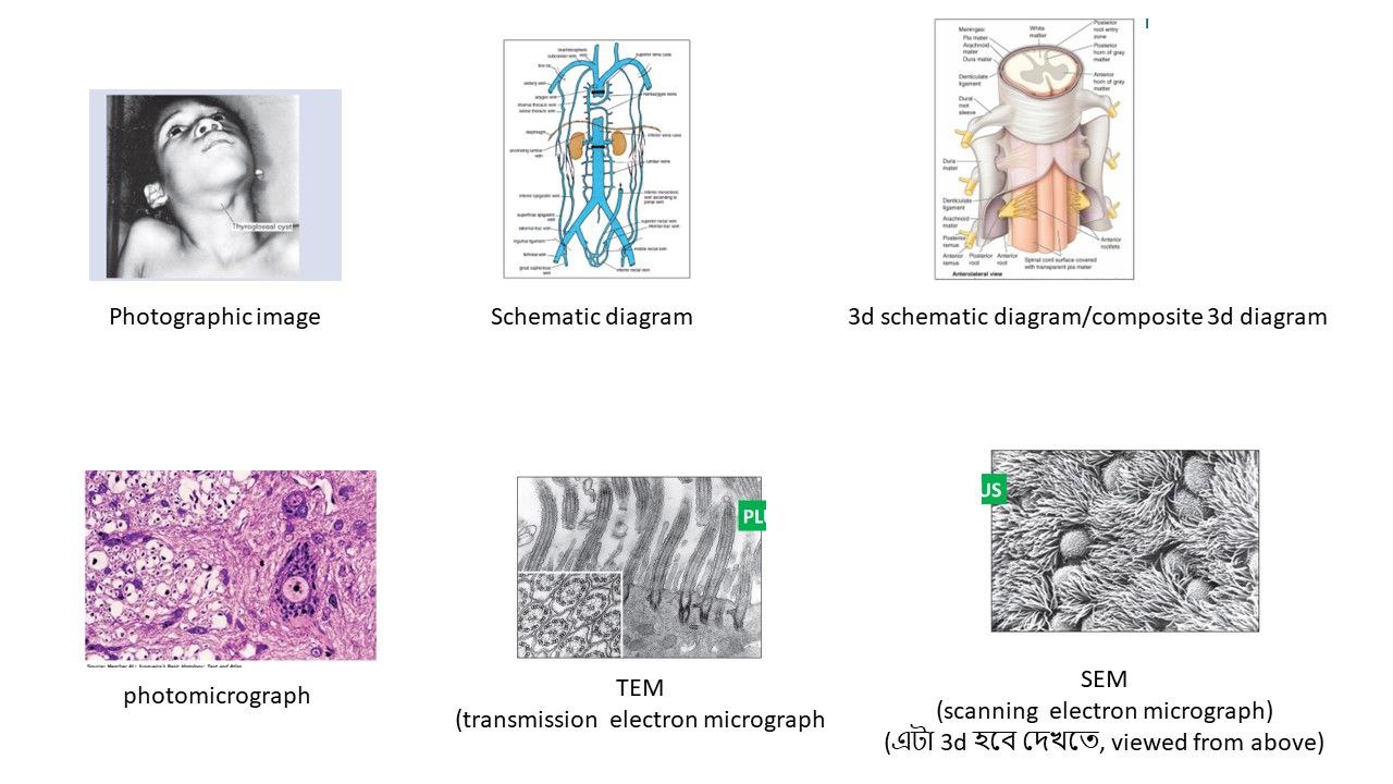 Explanatory figure এ ছবির টাইপ