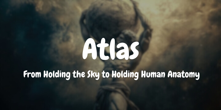Atlas: From Holding the Sky to Holding Human Anatomy